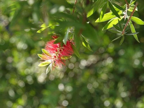 ブラシノキ 金宝樹 の花言葉 意味や種類 花の特徴は Greensnap グリーンスナップ