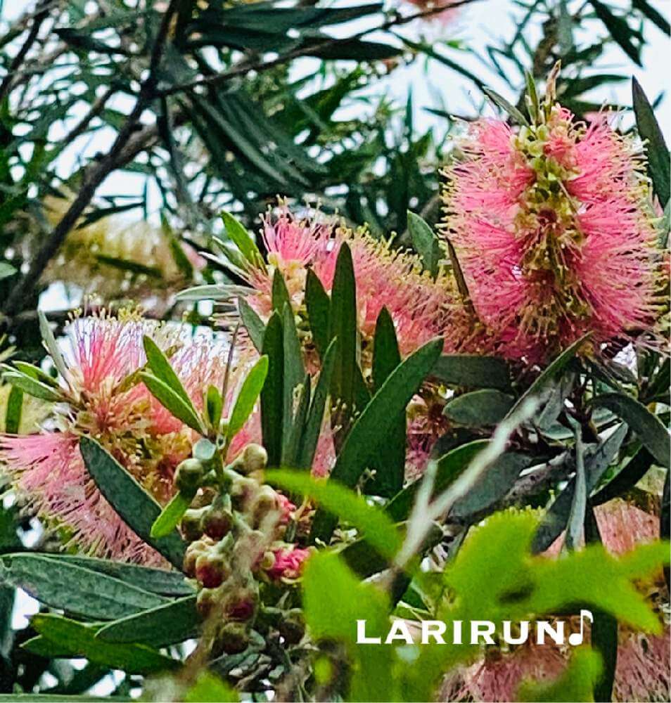 ブラシノキ 金宝樹 の花言葉 意味や種類 花の特徴は Greensnap グリーンスナップ
