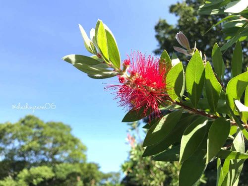 ブラシノキ 金宝樹 の花言葉 意味や種類 花の特徴は Greensnap グリーンスナップ