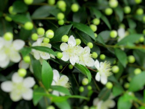 ギンバイカ 銀梅花 の花言葉 意味や花の特徴 ハーブとしても人気 Greensnap グリーンスナップ