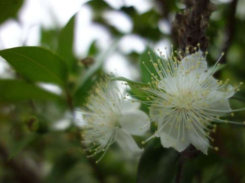 ギンバイカ 銀梅花 の花言葉 意味や花の特徴 ハーブとしても人気 Greensnap グリーンスナップ