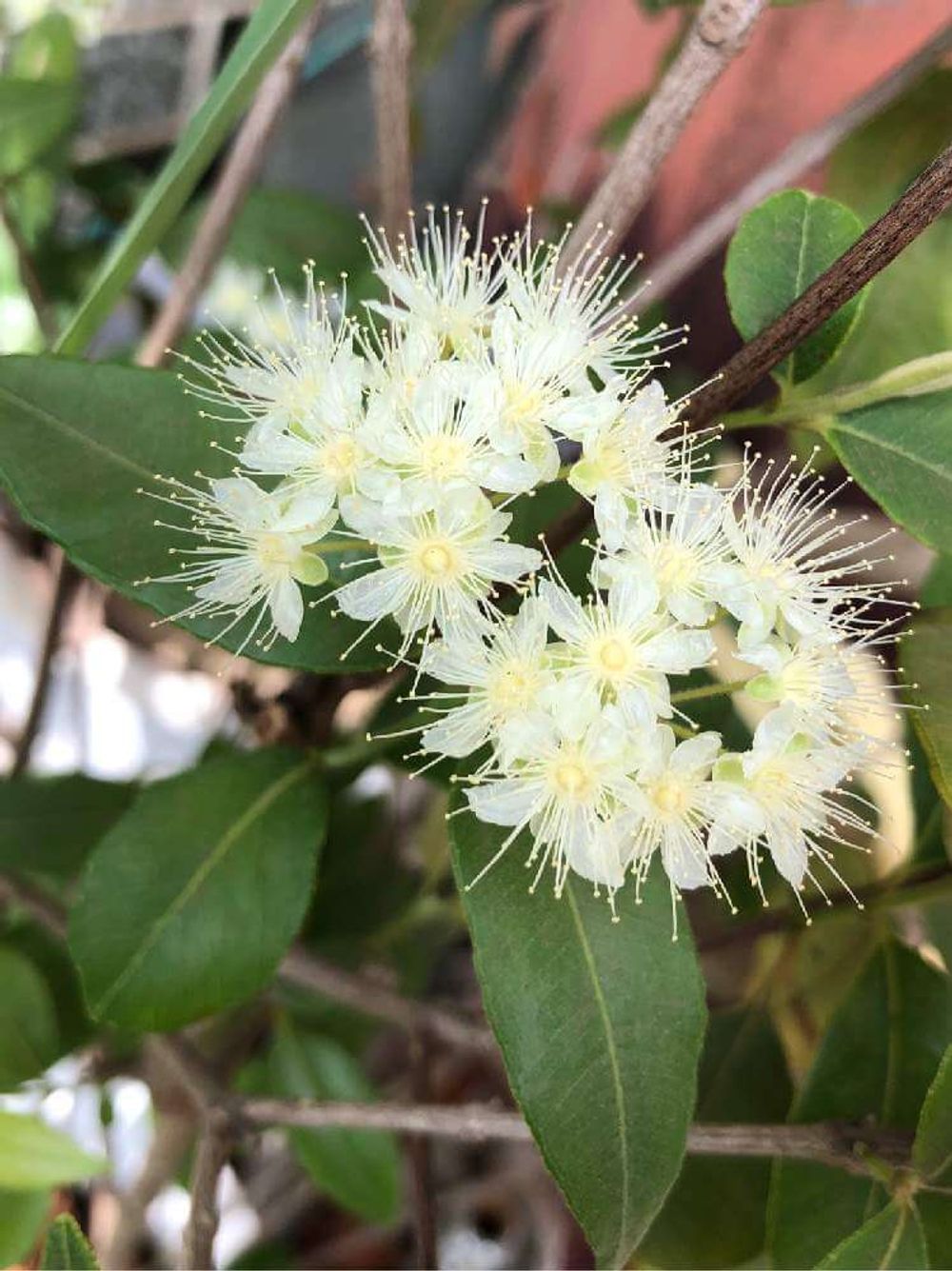 レモンマートル