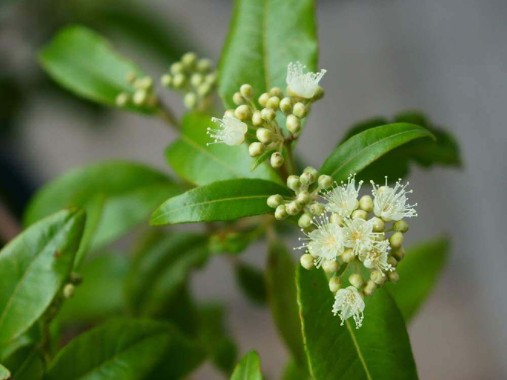 レモンマートル