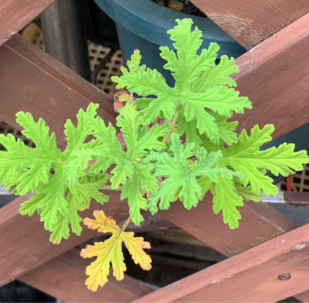 ローズゼラニウム