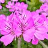 ゼラニウムの種類｜ローズゼラニウムやアイビーゼラニウムなど人気の品種は？の画像