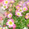 クモマグサの花言葉｜花の特徴や代表的な種類は？の画像