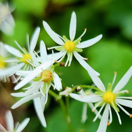 ダイモンジソウ 大文字草 の花言葉 花の特徴や意味 代表的な種類は Greensnap グリーンスナップ