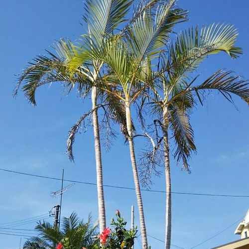 アレカヤシの花言葉 由来や風水 贈り物におすすめ Greensnap グリーンスナップ