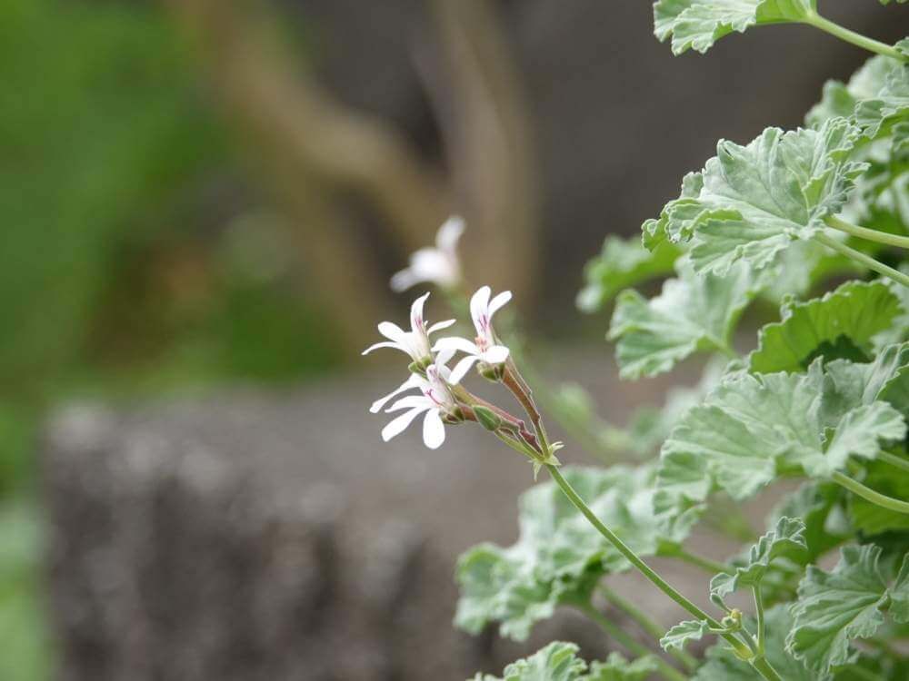 ハーブゼラニウム