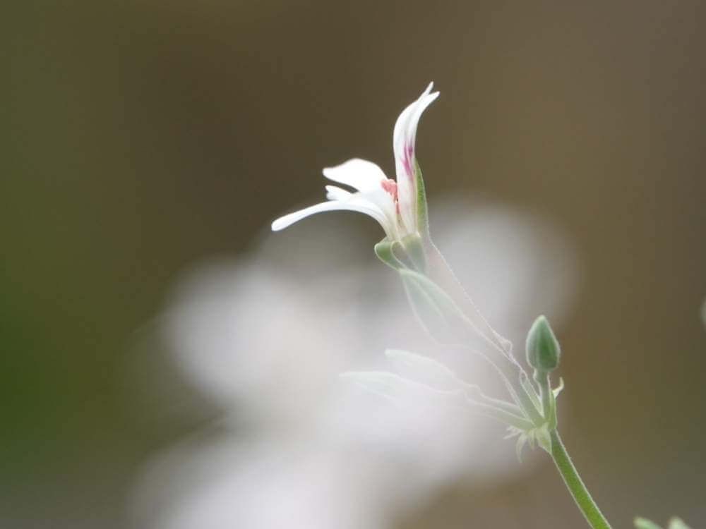 ハーブゼラニウム