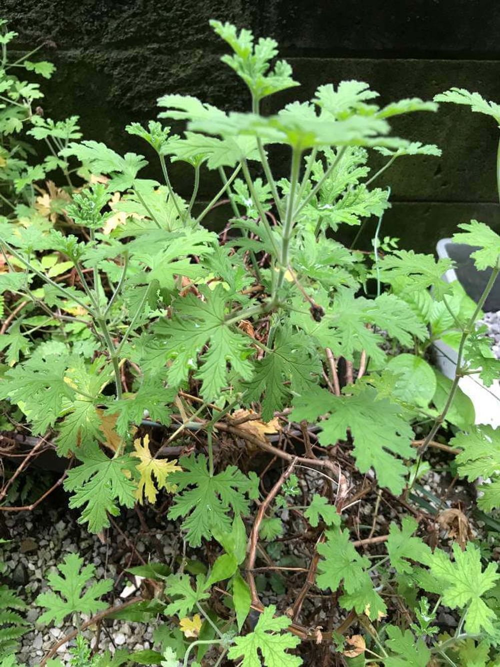 ハーブゼラニウム