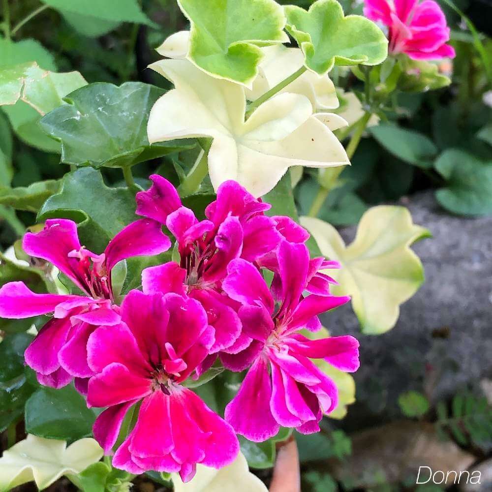 アイビーゼラニウム