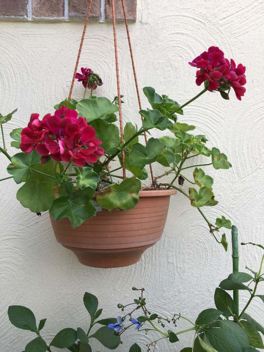 アイビーゼラニウム