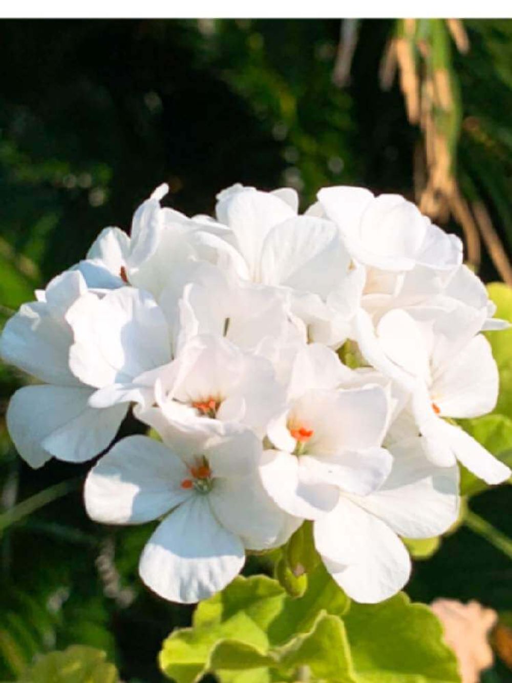 アイビーゼラニウム