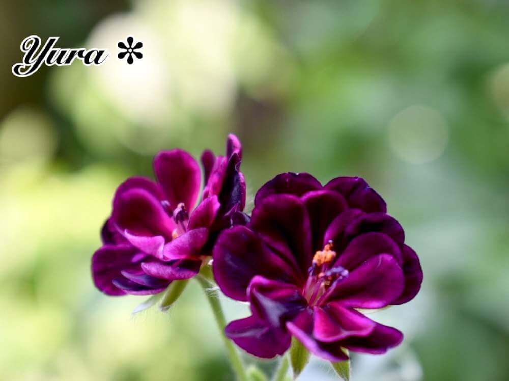 アイビーゼラニウム