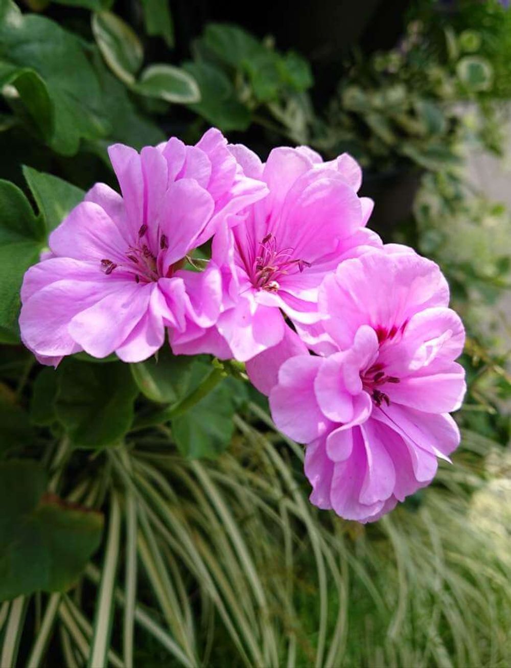 アイビーゼラニウム