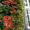 ツタの花言葉｜意味や種類、花は咲かせるの？の画像