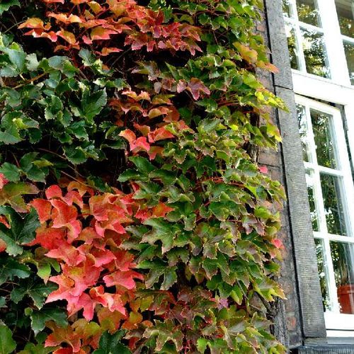 ツタの花言葉 意味や種類 花は咲かせるの Greensnap グリーンスナップ