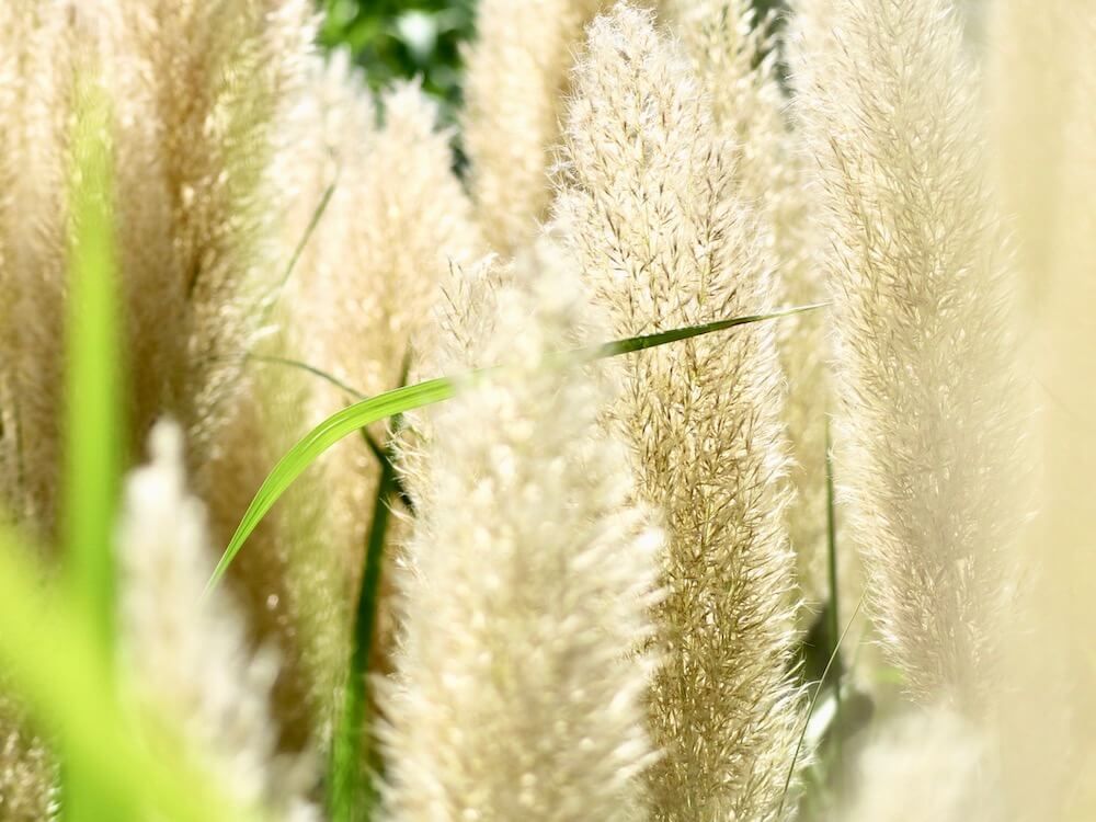 パンパスグラス