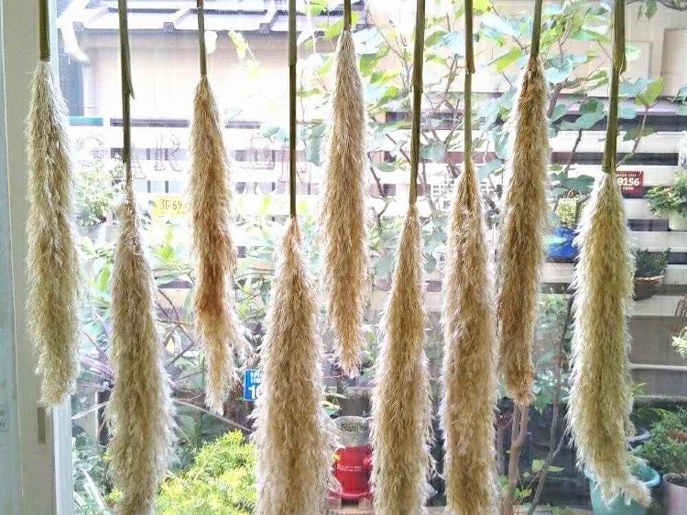 パンパスグラス