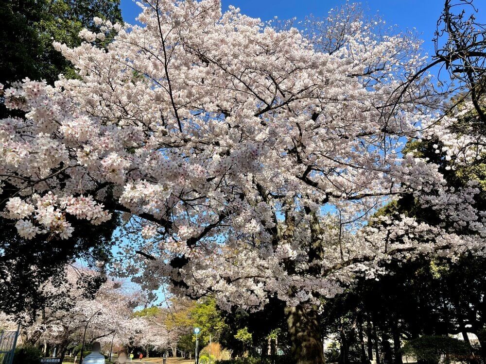 冬桜 十月桜