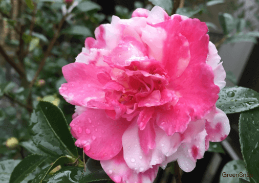 山茶花 サザンカ