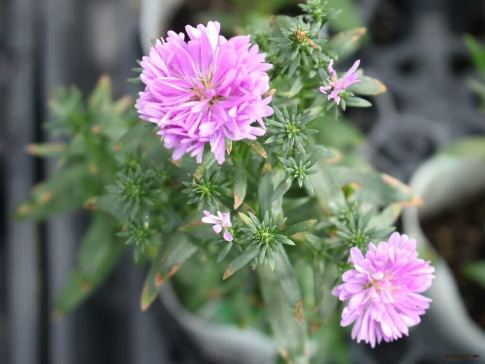 クジャクソウ 宿根アスター