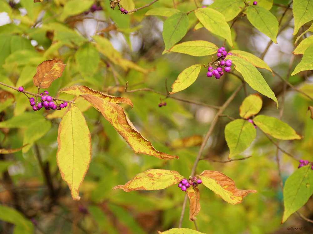 紫式部 ムラサキシキブ