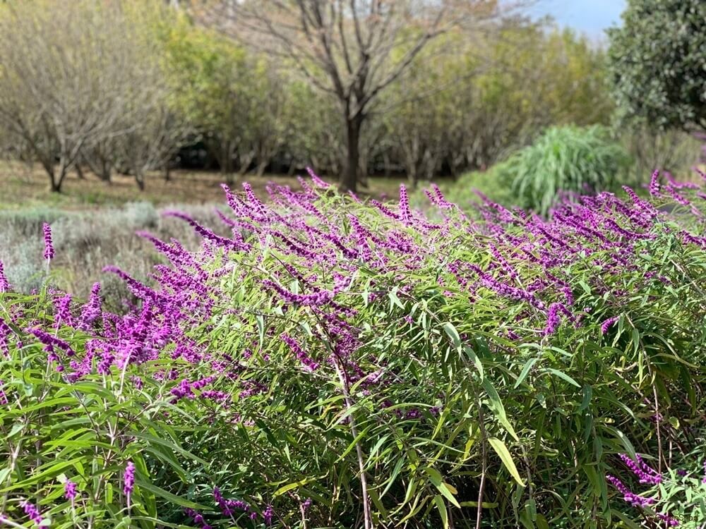 アメジストセージ