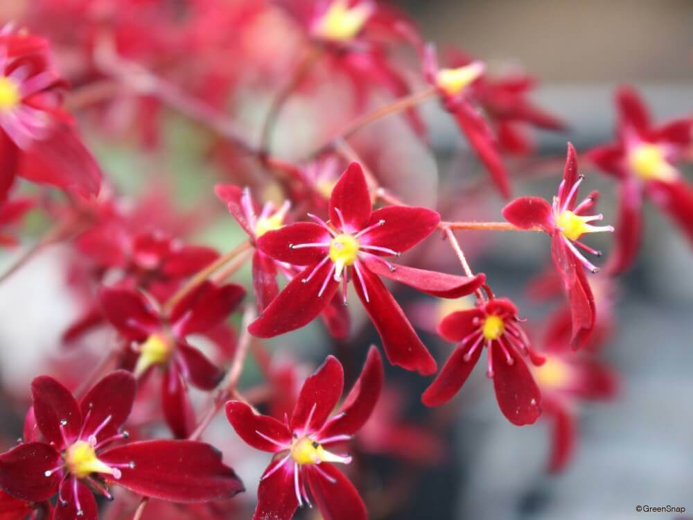 ダイモンジソウ