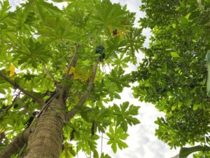 パパイア パパイヤ の花言葉 花や実の特徴 栄養が豊富なの Greensnap グリーンスナップ