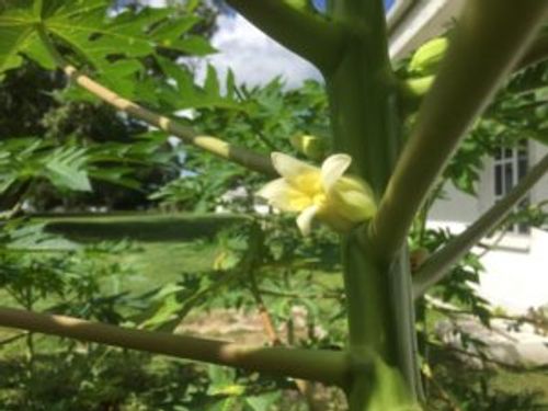 パパイア パパイヤ の花言葉 花や実の特徴 栄養が豊富なの Greensnap グリーンスナップ
