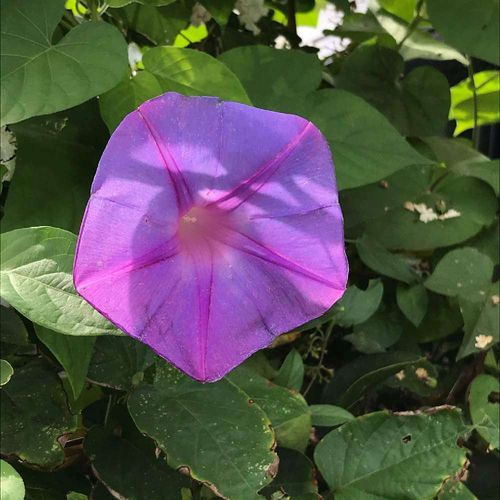 ノアサガオの花言葉 意味や花の見頃 緑のカーテンを作ってみよう Greensnap グリーンスナップ