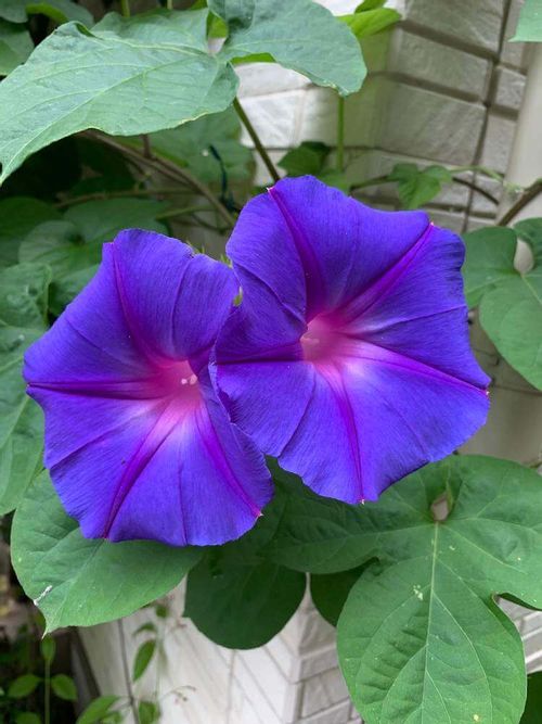 ノアサガオの花言葉 意味や花の見頃 緑のカーテンを作ってみよう Greensnap グリーンスナップ
