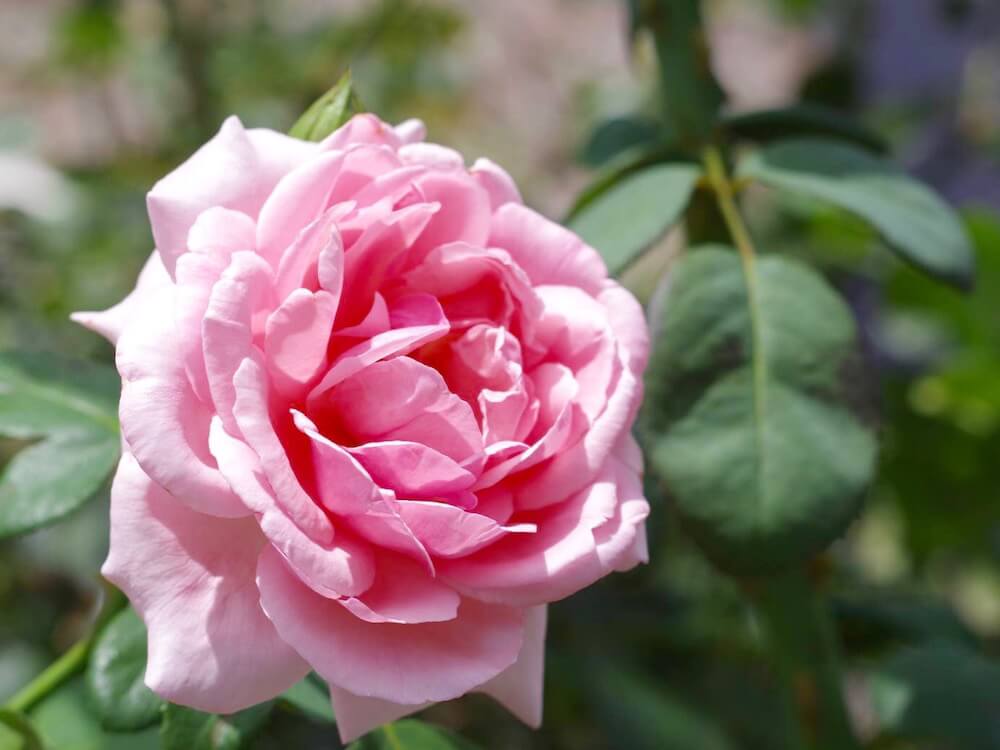 バラ 薔薇 の育て方 地植えと鉢植え栽培のコツは Greensnap グリーンスナップ