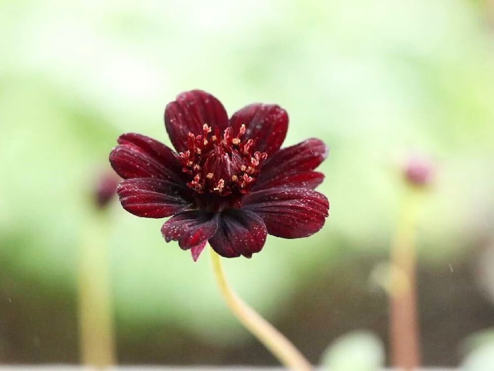 チョコレートコスモス