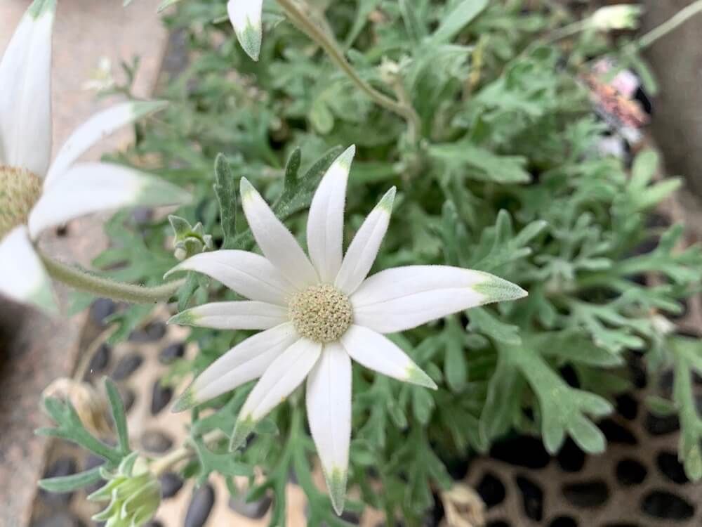 フランネルフラワー