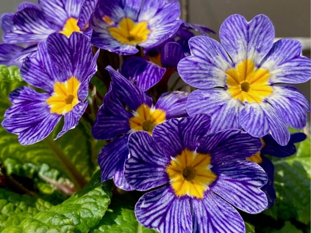 プリムラ　ジュリアン　寒さに強い花