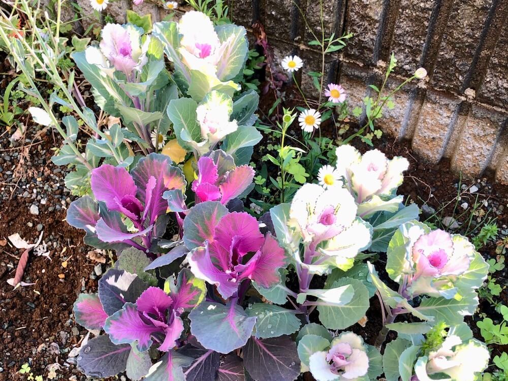 冬のガーデニングにおすすめ 花壇に植えたい寒さに強い花10選 Greensnap グリーンスナップ