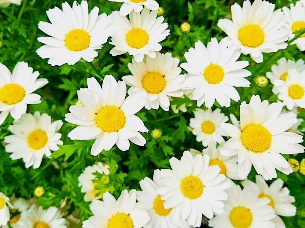 ノースポール　寒さに強い花