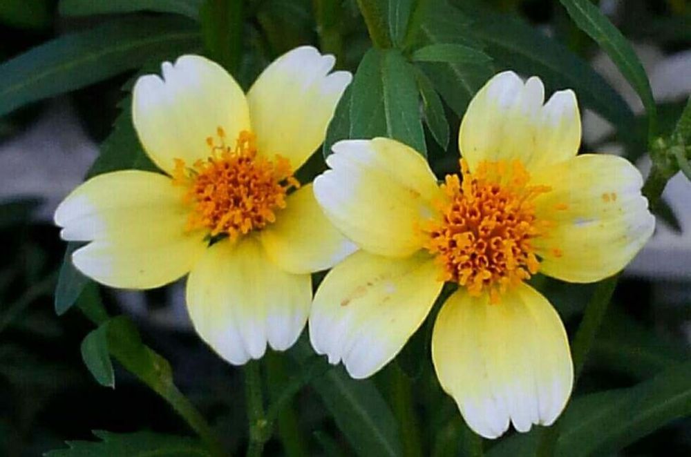 ウインターコスモス