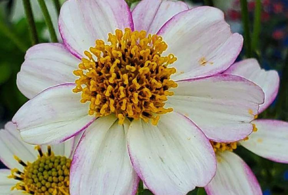 ウインターコスモス