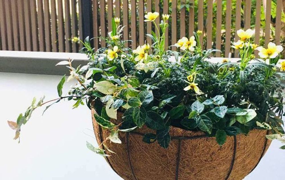 ウインターコスモスのハンギング