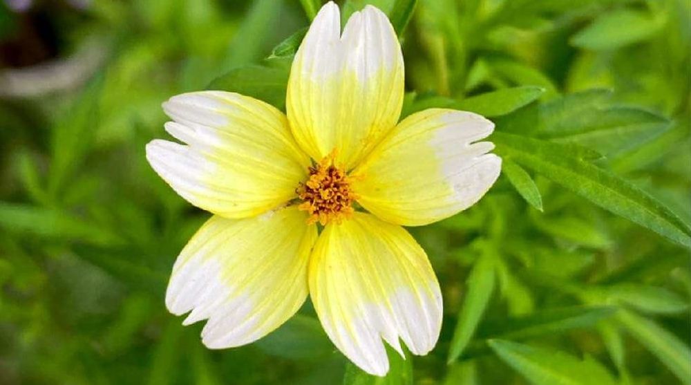 ウインターコスモス