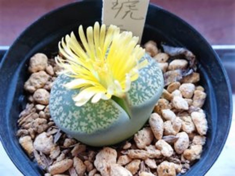 リトープス・琥珀玉