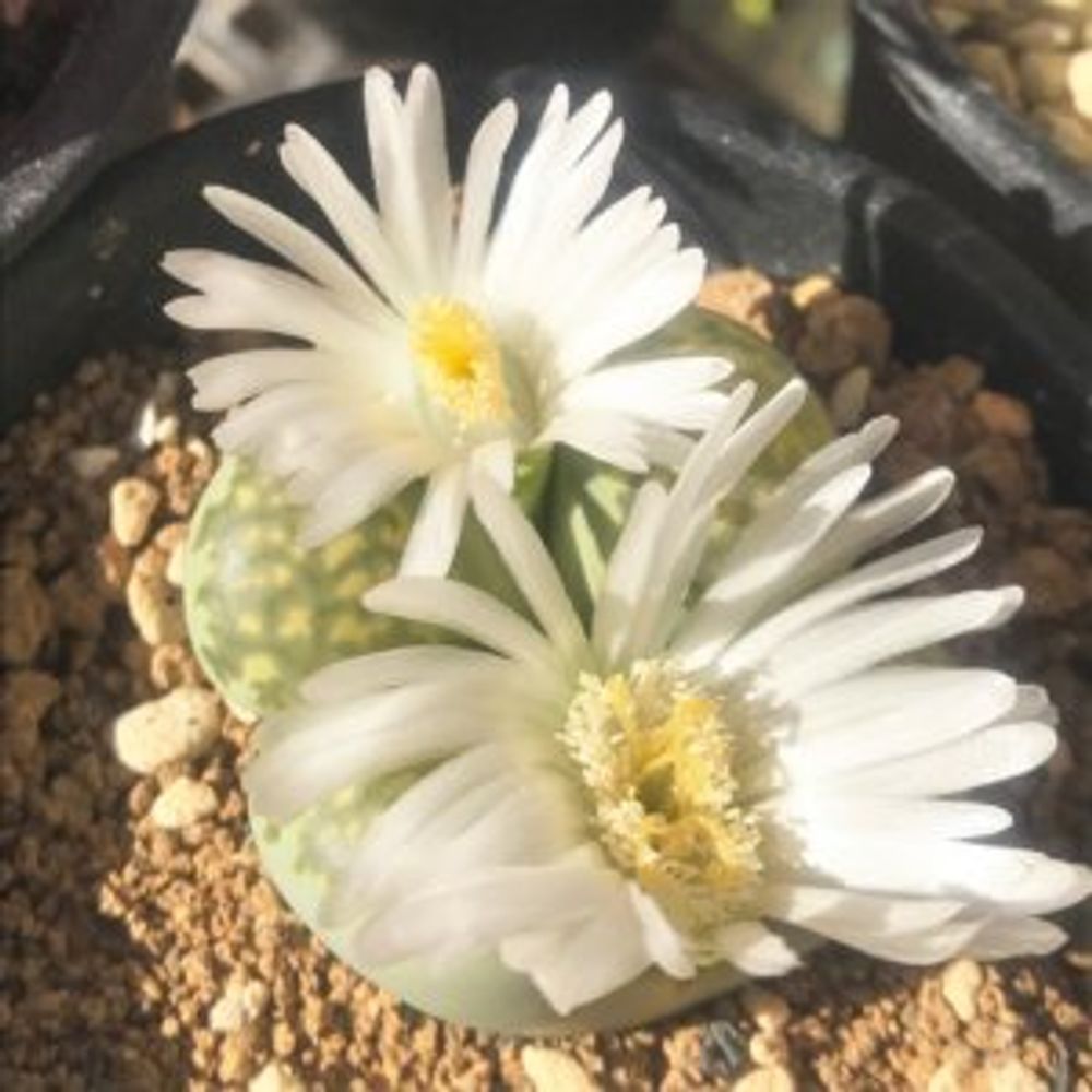 リトープス・緑福来玉