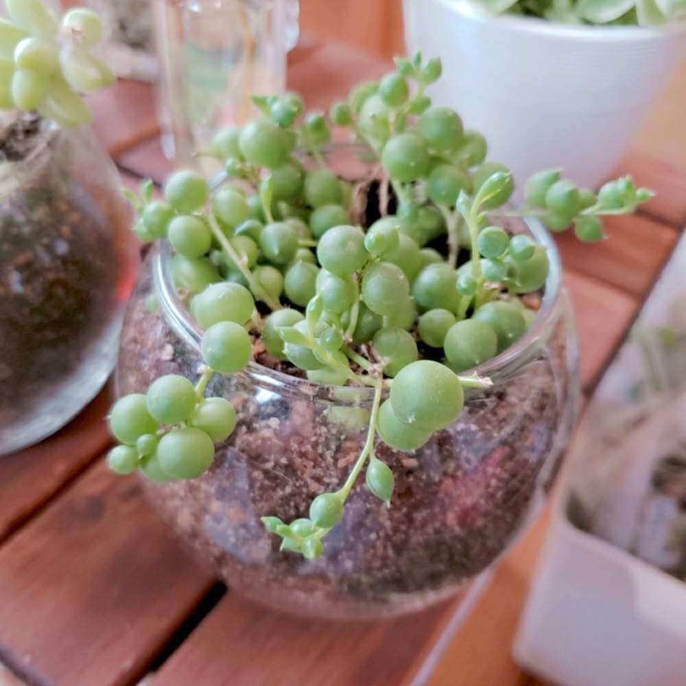 グリーンネックレス