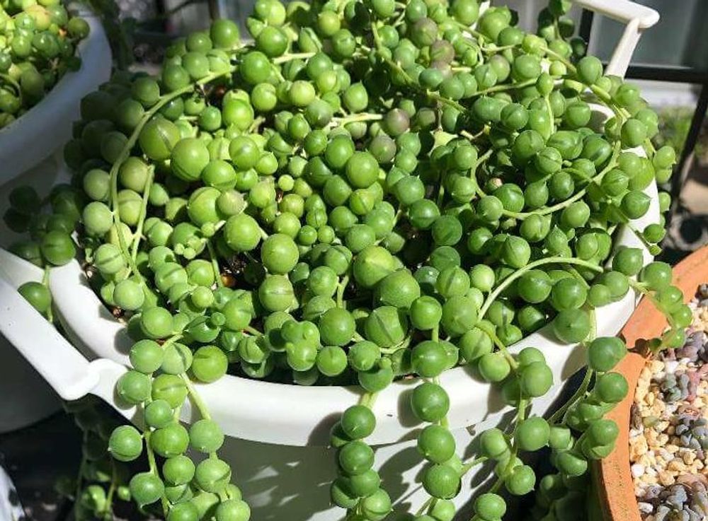 グリーンネックレス