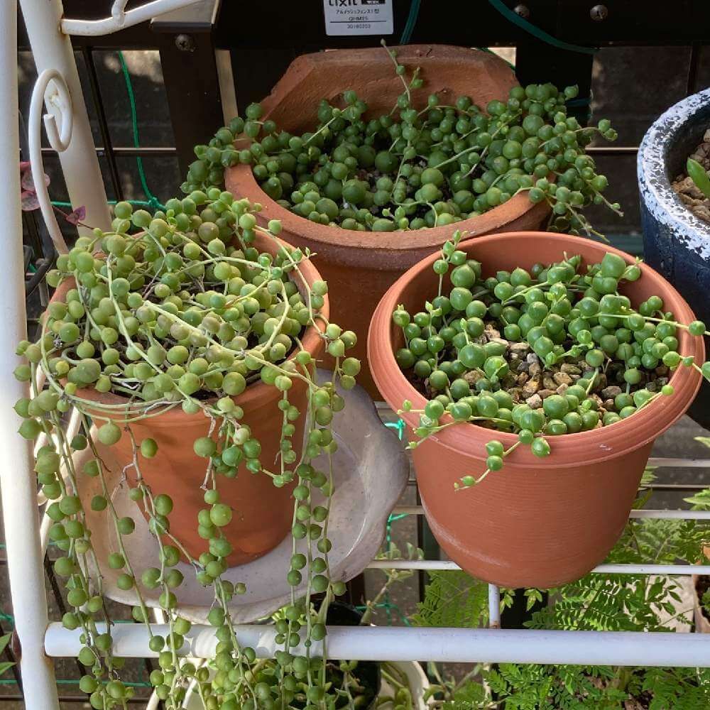 グリーンネックレス