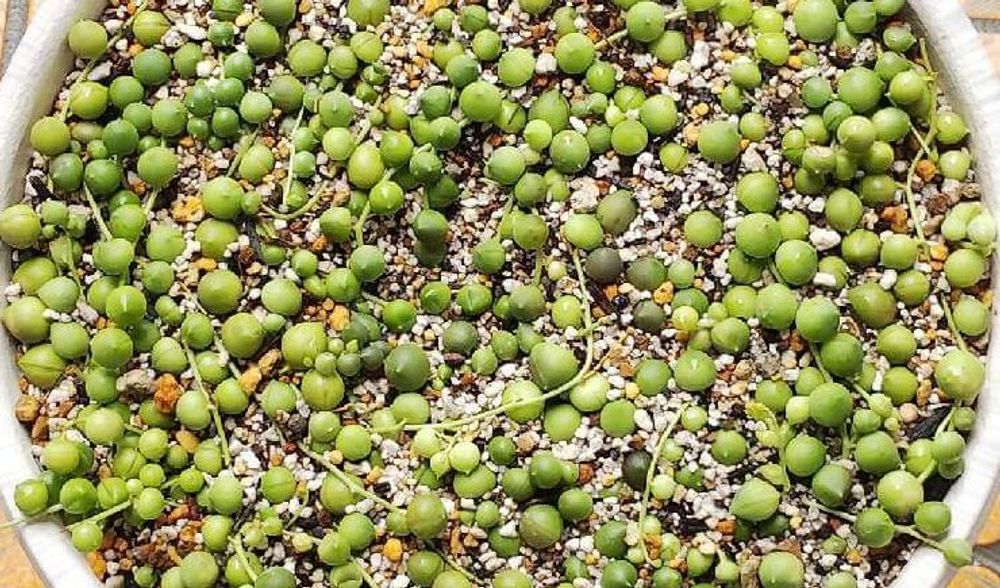 グリーンネックレス